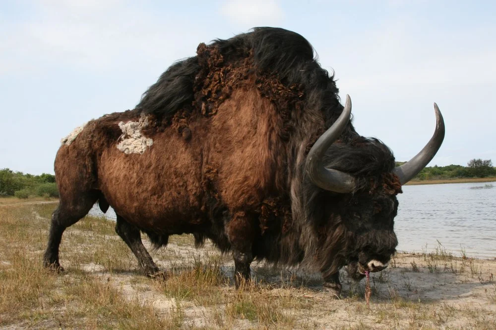 Bison latifrons